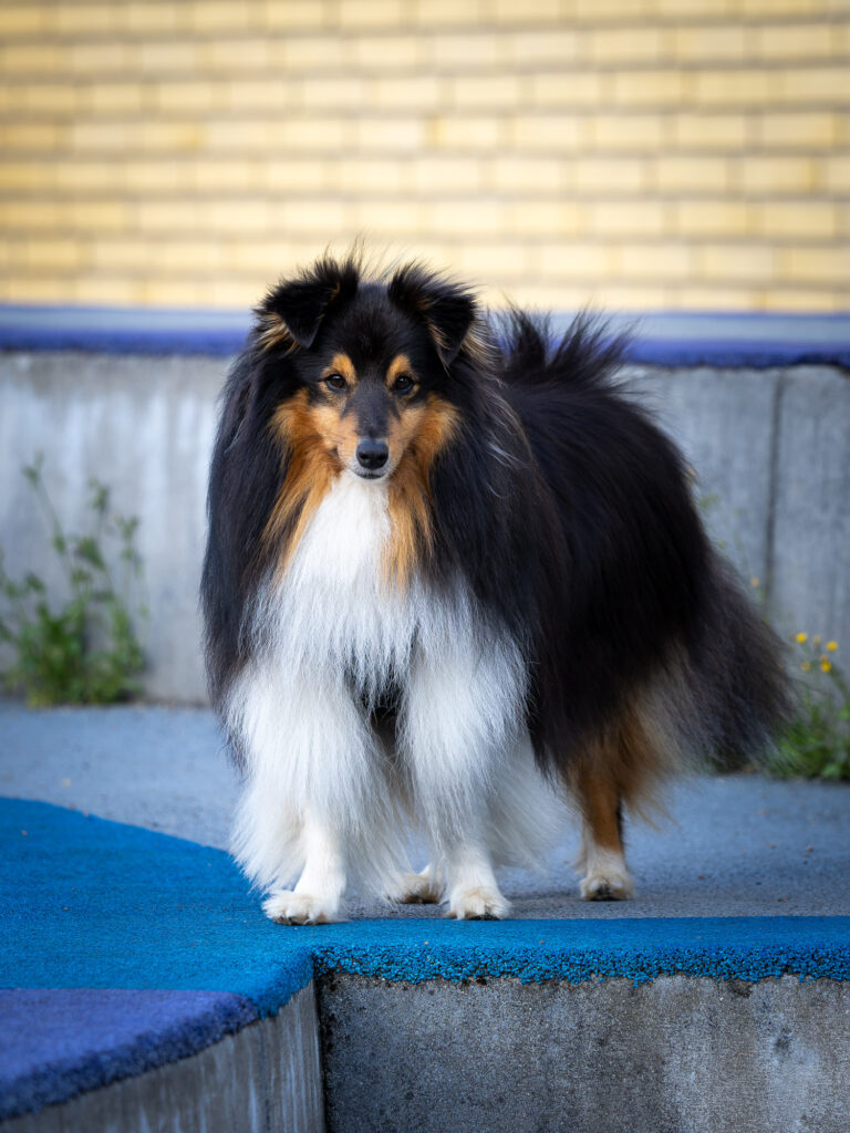 Portrætbillede af en Shetland sheepdog, der står på en opsats i et legeområde.