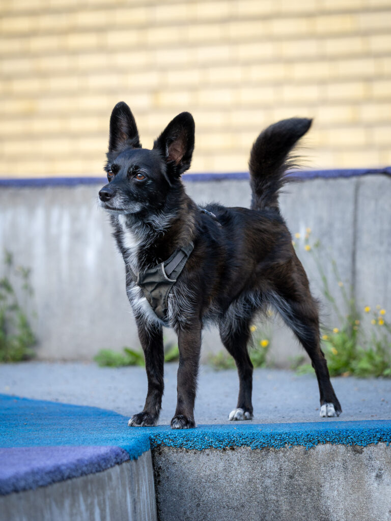 Portrætbillede af lille sort og hvid hund, der står på en opsats i et legeområde.
